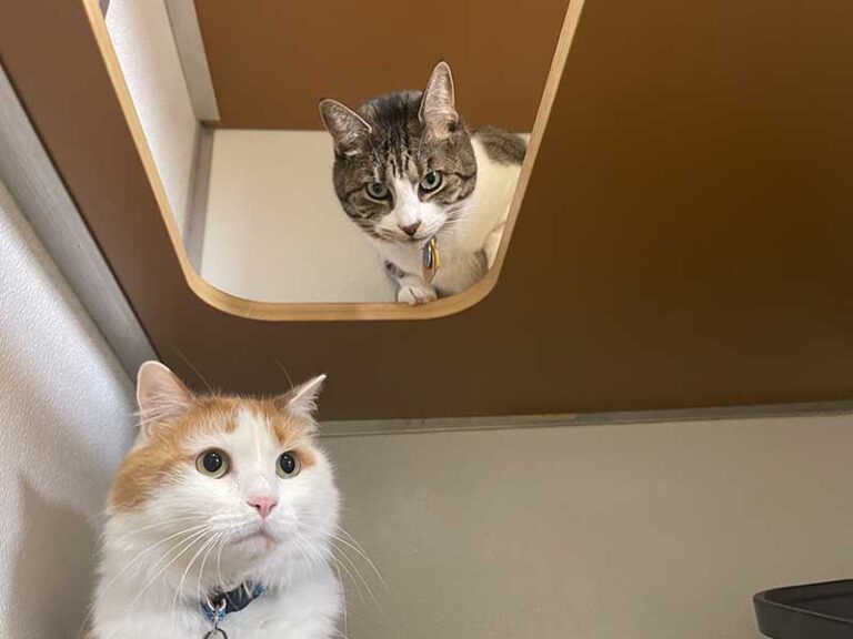 cat-boarding-lawrenceville-marietta-ga-luxury-cat-boarding